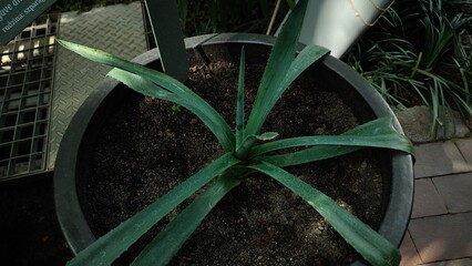green plant in the garden © MARIA
