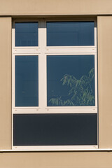 Green plant reflecting in office building window