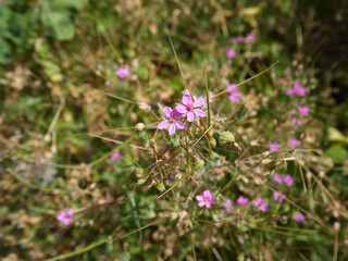 Close-up of delicate pink wildflower Erodium cicutarium, blooming under sunlight above a blurred field.