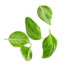 Isolated Basil Leaves PNG – Fresh Green Herbs on Transparent Background 