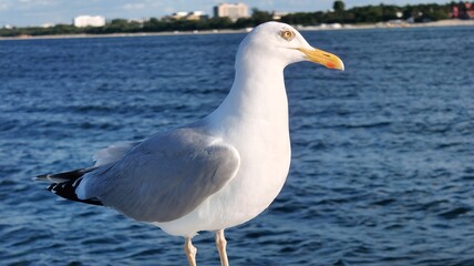 seagull on the roof of the sea