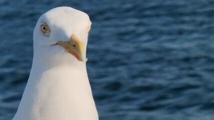 close up of a seagull
