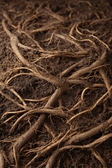 Fototapeta premium Exploring the Intricate Connections of Soil Health and Microbial Networks for Organic Farming Success