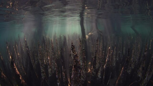 Spiky mangrove pneumatophores rise from the seafloor on the island of Lembata in the Lesser Sunda Islands of Indonesia. Mangroves play a vital ecological role and are tied to coral reefs.