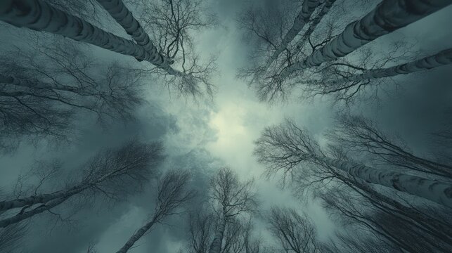 Enigmatic Winter Woods: A Low-Angle Perspective of Leafless Trees Reaching for a Misty Sky