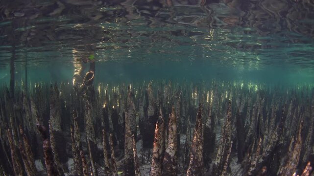 Spiky mangrove pneumatophores rise from the seafloor on the island of Lembata in the Lesser Sunda Islands of Indonesia. Mangroves play a vital ecological role and are tied to coral reefs.