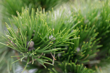 Natural pine tree green needles macro close up photography, christmas background