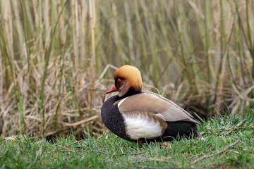 Red-crested pochard (Netta rufina) large diving duck of lowland marshes and lakes in Europe, migratory duck with rounded orange head, red bill and black breast, white flanks and brown back