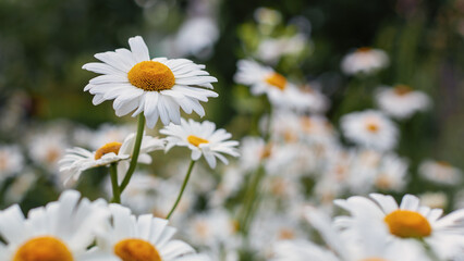 Chamomile flower under sunlight, close up shot. Summer floral theme, tenderness of nature