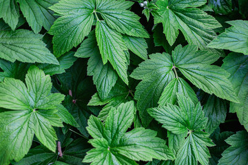Geranium sylvaticum, the wood cranesbill or woodland geranium, is a species of hardy flowering plant in the family Geraniaceae, native to Europe and northern Turkey