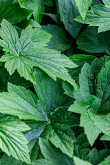 Geranium sylvaticum, the wood cranesbill or woodland geranium, is a species of hardy flowering plant in the family Geraniaceae, native to Europe and northern Turkey