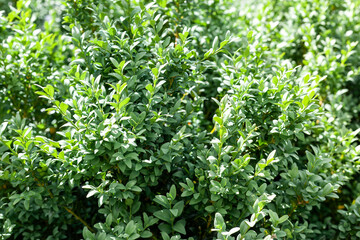 A beautiful hedge of Boxwood. Buxus plant pattern. Seamless texture of green natural background