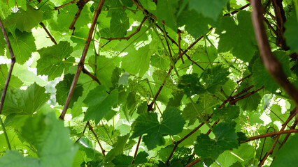 Sunlight illuminating green grape leaves in vineyard