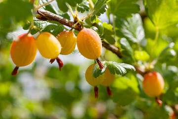 Fresh orange gooseberries Green berries close-up on a gooseberry branch Young gooseberries in the orchard on a shrub Gooseberries in the orchard.