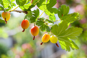 Low angle view of Gooseberries fruits growing on branch, Lithuania