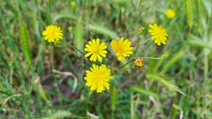 beautiful flowers in the garden © MARIA – Nature