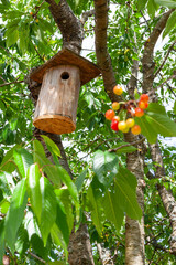 A birdhouse is hanging from a tree with cherries on it. The birdhouse is wooden and handmade.