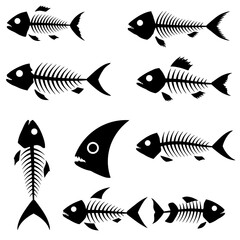 Diverse Fish Skeletons Collection A Compilation of Various Aquatic Animals Deconstructed Down to Their Basic Bony Remains