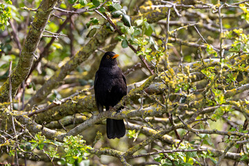 Male Common Blackbird (Turdus merula) in Phoenix Park, Dublin – widespread across Europe & Ireland