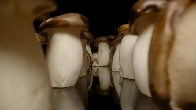 Camera Slides Through Group of King Oyster Mushrooms Reflected on Glossy Surface in Close-Up from Low Angle with Depth and Shadow, Fantasy Environment Concept
