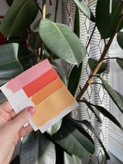 Color Swatches Held in Front of Rubber Plant