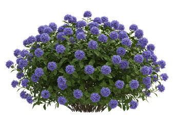 Isolated Bush of Delicate Purple Hydrangea Flowers