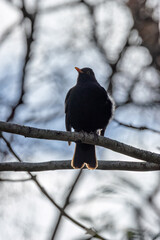 Male Common Blackbird (Turdus merula) in Phoenix Park, Dublin – widespread across Europe & Ireland