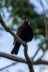 Male Common Blackbird (Turdus merula) in Phoenix Park, Dublin – widespread across Europe & Ireland