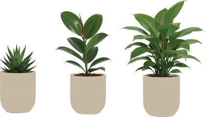 Indoor potted houseplants illustration, minimalist home greenery decor, modern ceramic pots, tropical foliage in containers, botanical clipart design, clean eco style for home interiors display.