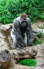 A gorilla is a strong and gentle giant