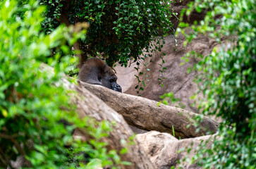 squirrel in the park