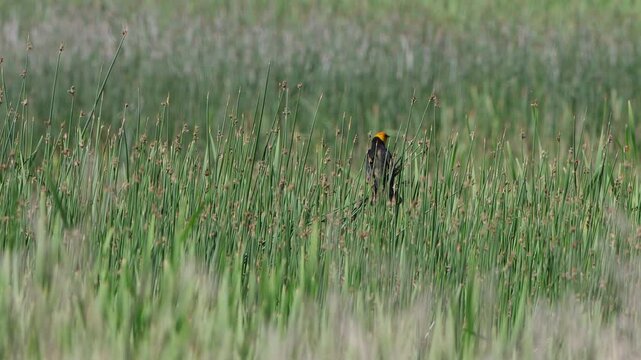 Male Yellow-headed Blackbird sings in a marsh, with sound, part 1 of 3