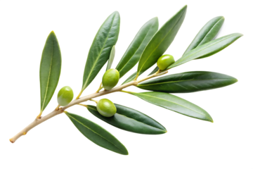 Green Olive Branch Sprig with Four Olives and Lush Leaves Isolated on White Background A I G E N E R A T E D - P N G isolated on a transparent background
