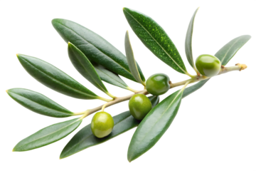 Green Olive Branch Sprig with Three Olives and Lush Leaves Isolated on White Background A I G E N E R A T E D - P N G isolated on a transparent background