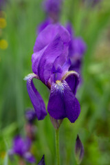 Bright iris flowers on a natural background. Floriculture, perennials, landscape design.