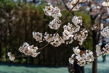 cherry blossoms in April