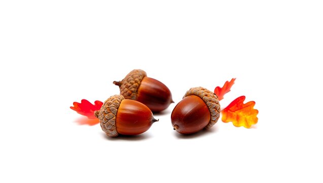 Three acorns with brown caps and shells surrounded by small red and orange leaves on white background