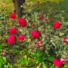 Beautiful Red and Pink Rose flower In Garden with rose buds and green leaves. 