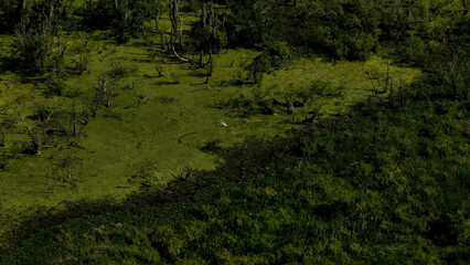 Kanapaha Lake On a Warm Spring Day