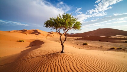 tree in the desert