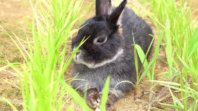 The domestic rabbit (Oryctolagus cuniculus domesticus) on the ground