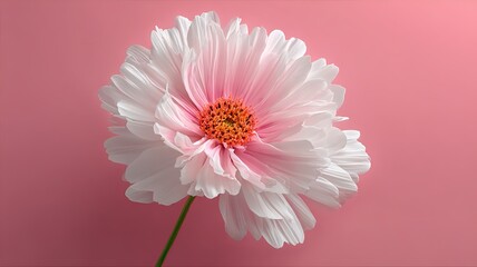 White flower on pink background, minimalist floral elegance and delicate beauty