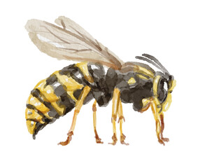 Hand painted watercolor bee isolated 