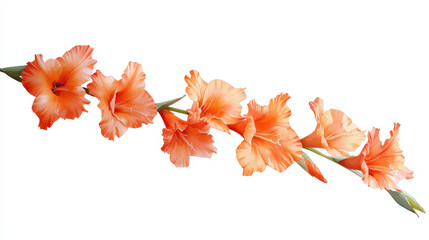 Watercolor botanical illustration of orange gladiolus flowers showcasing vibrant petals and green leaves, evoking beauty