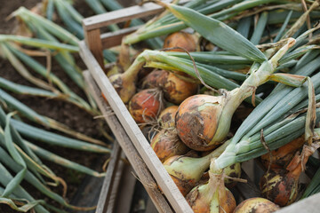 Close-up of freshly harvested onions in a crate.