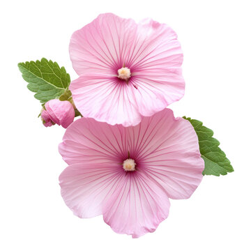Fototapeta Pink Marshmallow or Althaea officinalis flower, Beautiful pink flowers of the marshmallow plant, isolated on transparent background