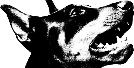 Fierce growling doberman with cropped ears in high contrast design for posters