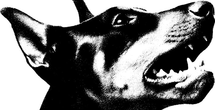 Fierce growling doberman with cropped ears in high contrast design for posters