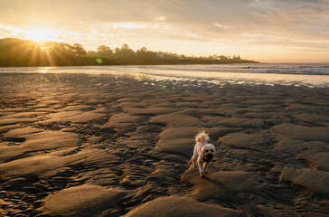 view from the shore on low tides with patterned sand and a dog running in the foreground with the...