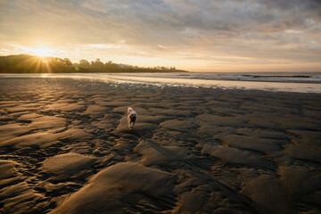 view from the shore on low tides with patterned sand and a dog running with the sun rising in the...
